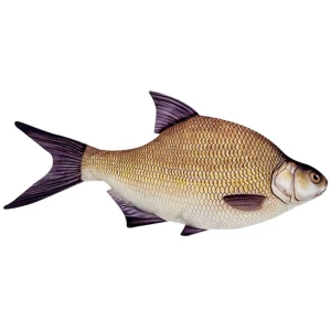 Perna in Forma de Platica 34cm