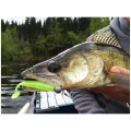 Shad Keitech Easy Shiner Kokanee Salmon 483 20 cm